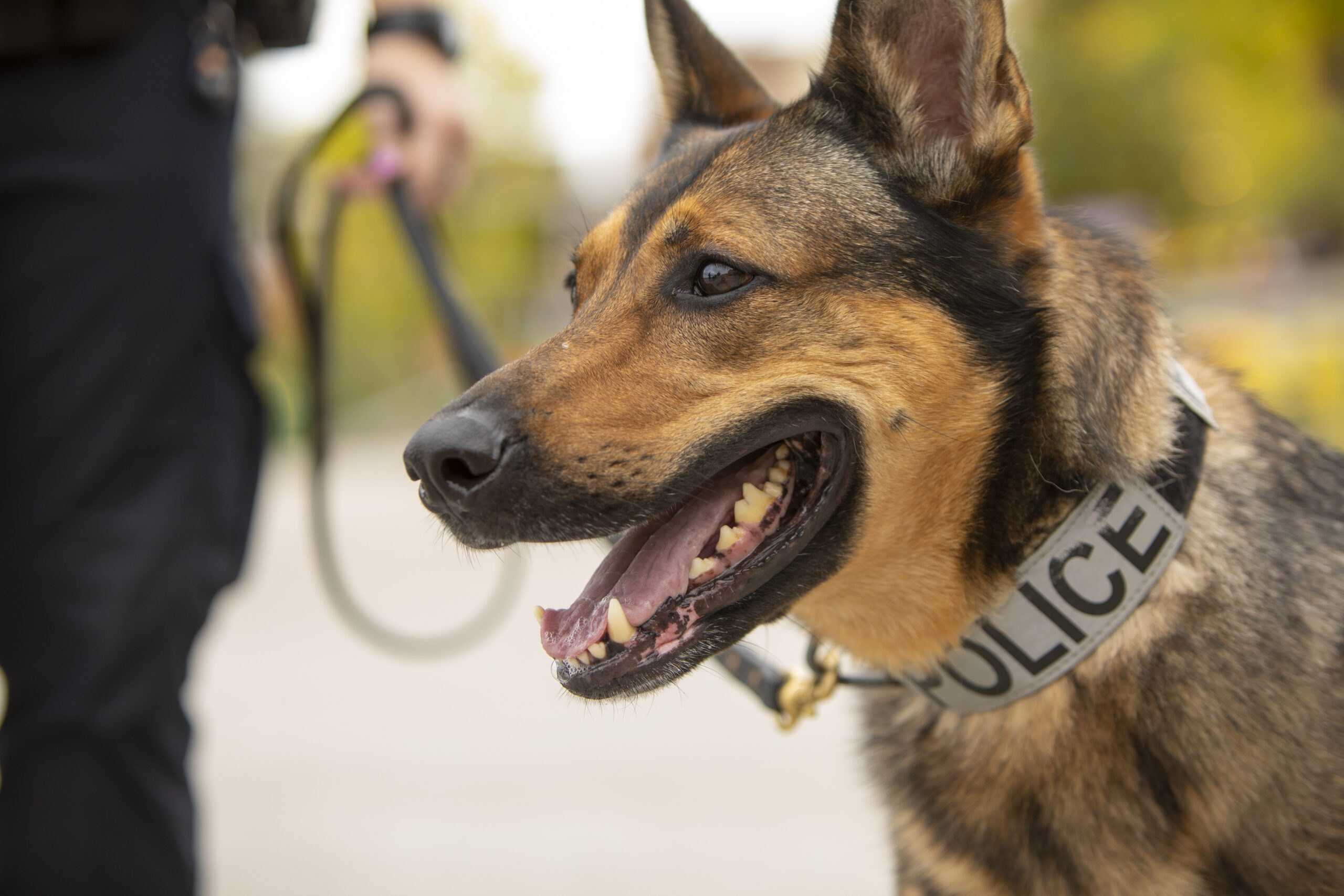 do police dogs have titanium teeth